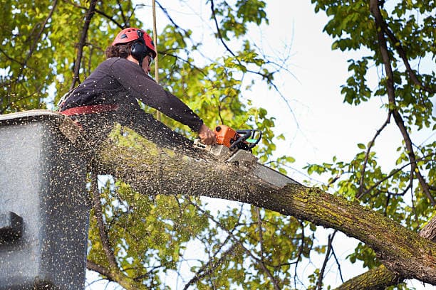 The Benefits of Professional Tree Services