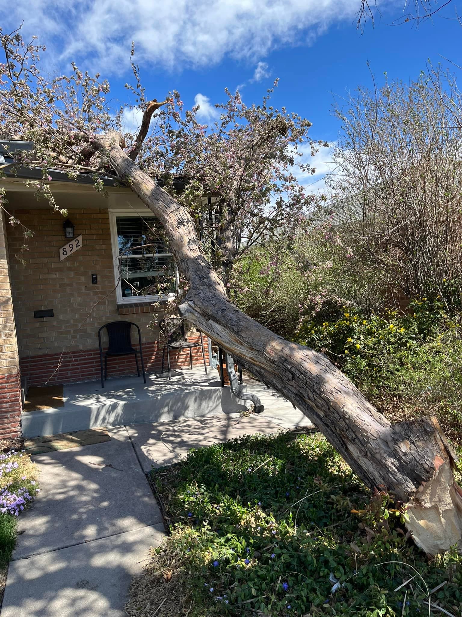 Tree removal service